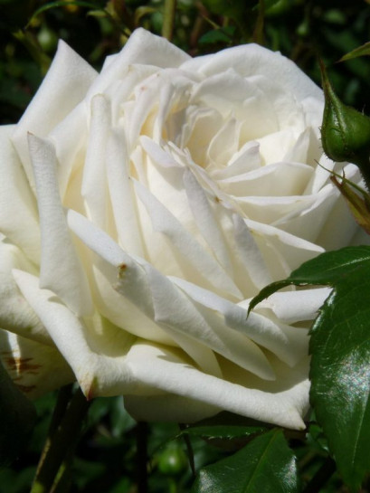 róża pnąca ALASKA