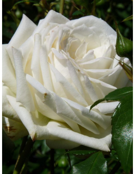 róża pnąca ALASKA