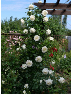 ALASKA  róża pnąca