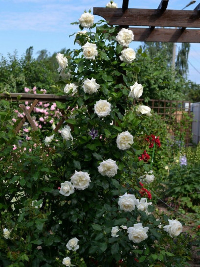 ALASKA  róża pnąca