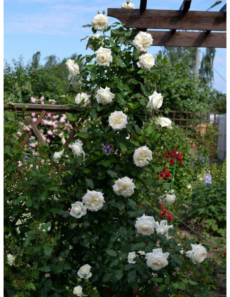 ALASKA  róża pnąca