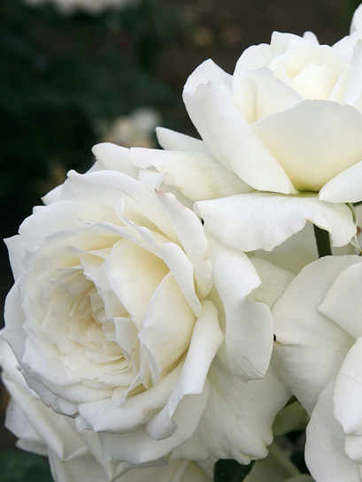 ALASKA  pnąca róża