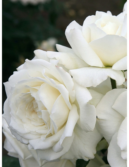 ALASKA  pnąca róża