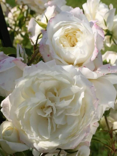 pnąca  róża ALASKA