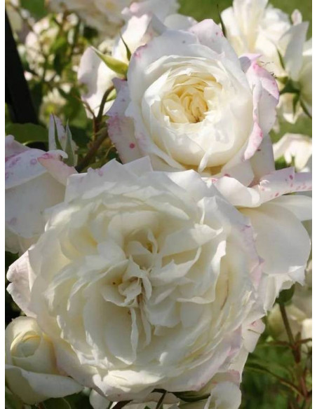 pnąca  róża ALASKA