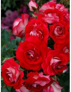 CORAZON róża miniaturowa