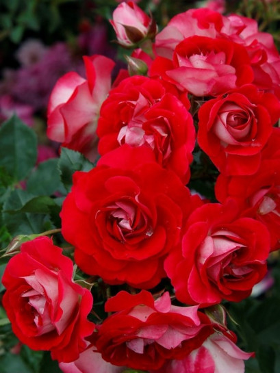 CORAZON róża miniaturowa