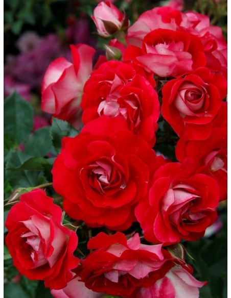 CORAZON róża miniaturowa