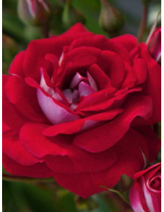 CORAZON róża miniaturowa 2