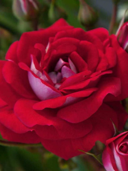 CORAZON miniaturowa róża