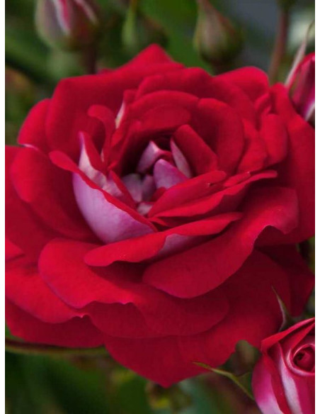 CORAZON miniaturowa róża