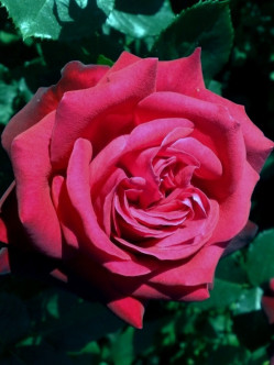 Ena Harkness czerwone róże wielkokwiatowe 2