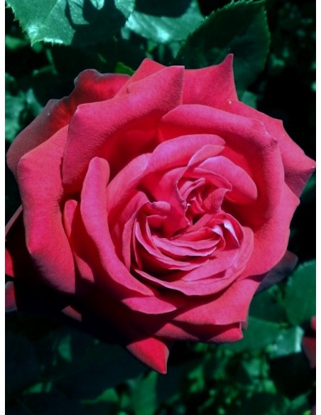 Ena Harkness róże wielkokwiatowe
