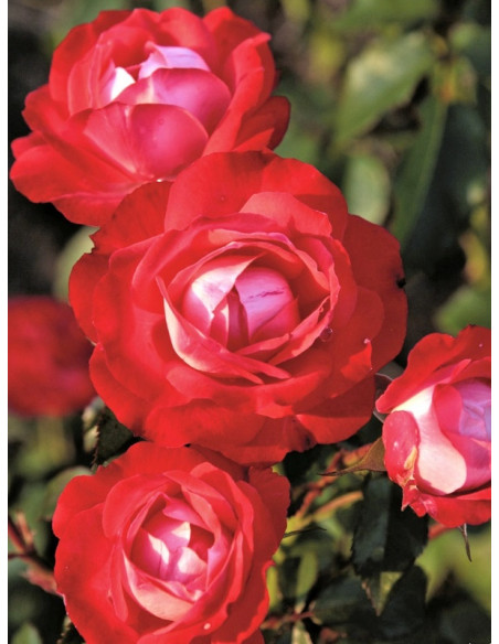 róża miniaturowa CORAZON