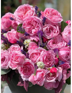 KISS ME KATE róża pnąca