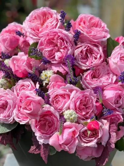 KISS ME KATE róża pnąca