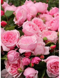 KISS ME KATE róża pnąca 2