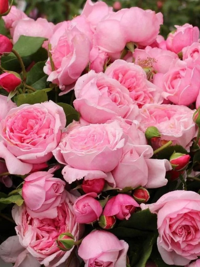 róża pnąca KISS ME KATE