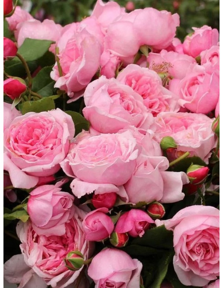 róża pnąca KISS ME KATE