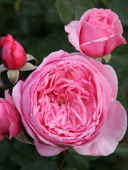 KISS ME KATE pnąca róża