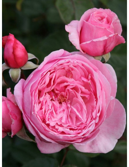 KISS ME KATE pnąca róża