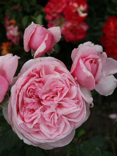 pnąca róża KISS ME KATE