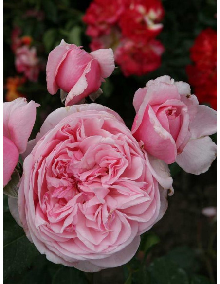 pnąca róża KISS ME KATE