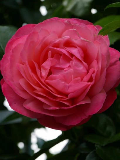 ROSANNA pnąca róża