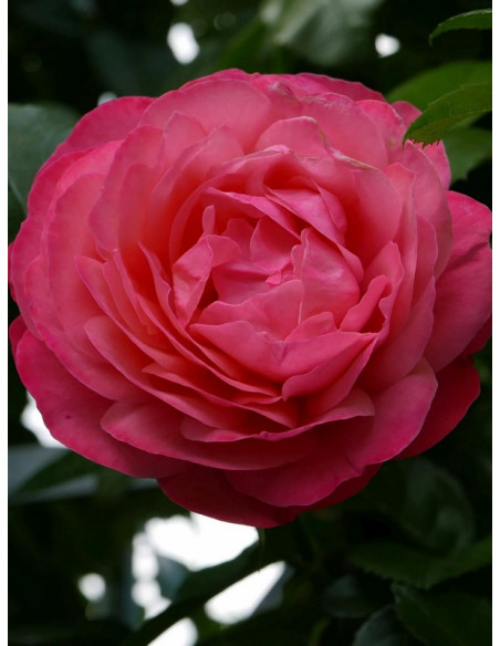 ROSANNA pnąca róża