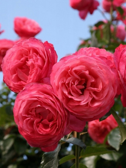 róża pnąca ROSANNA