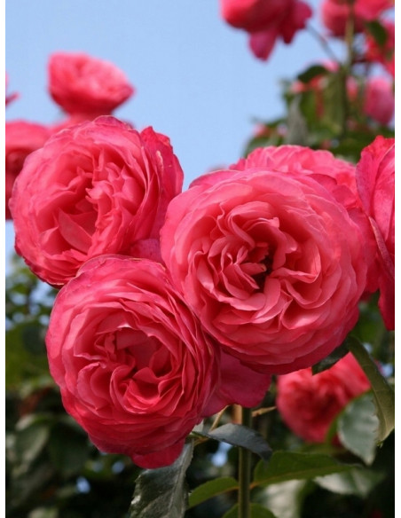 róża pnąca ROSANNA