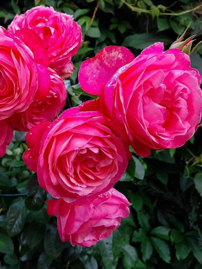 pnąca róża ROSANNA