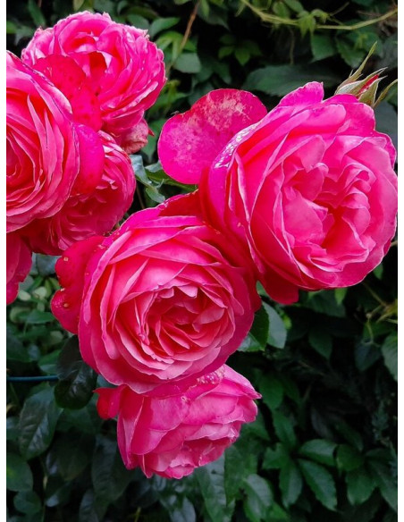 pnąca róża ROSANNA