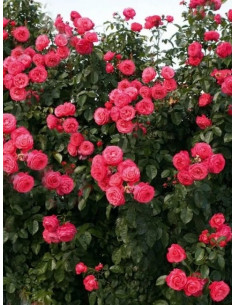 ROSANNA róża pnąca