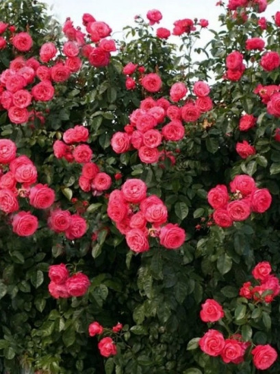 ROSANNA róża pnąca