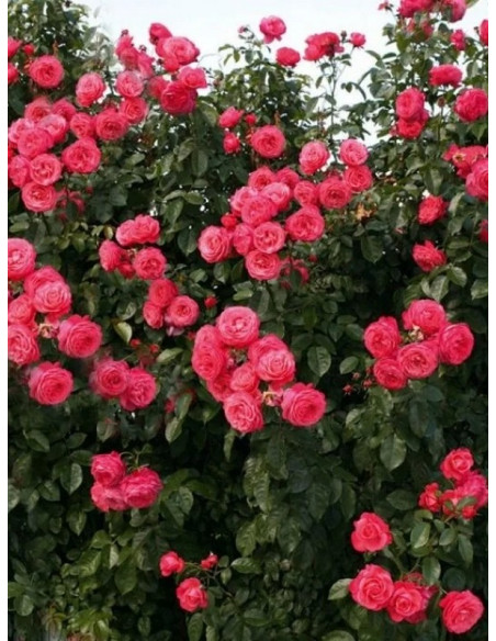 ROSANNA róża pnąca