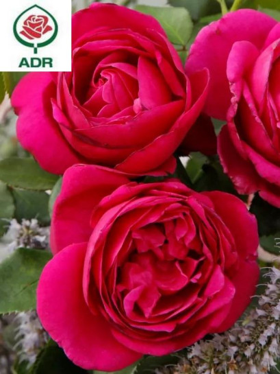 rabatowa róża FUR ELISE