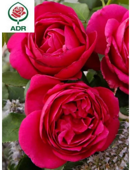 rabatowa róża FUR ELISE