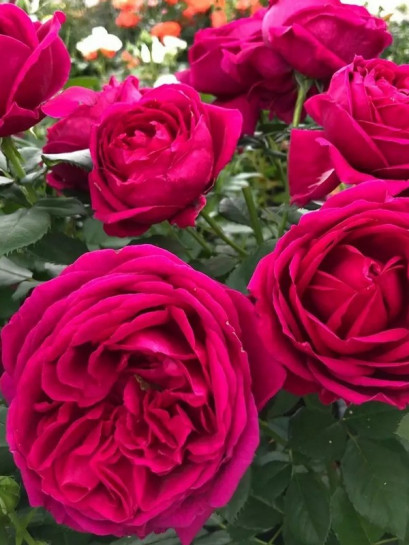 róża rabatowa FUR ELISE