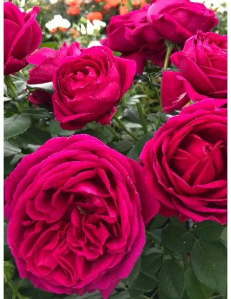 róża rabatowa FUR ELISE