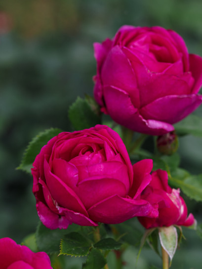 FUR ELISE rabatowa róża