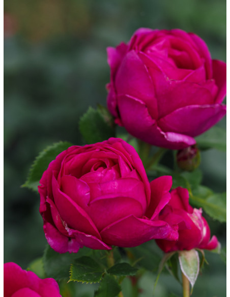 FUR ELISE rabatowa róża