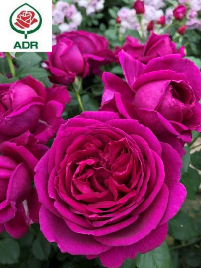 FUR ELISE róża rabatowa