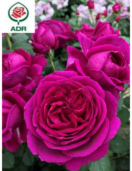 FUR ELISE róża rabatowa