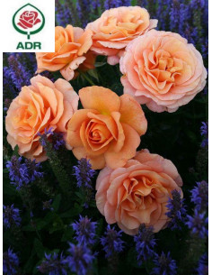 BENGALI róża rabatowa