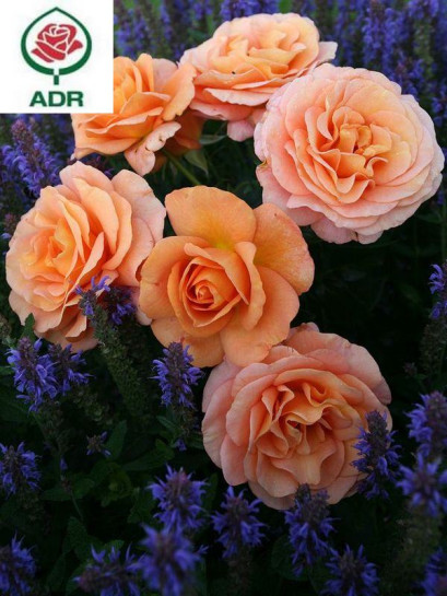 BENGALI róża rabatowa