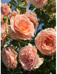 BENGALI róża rabatowa 2