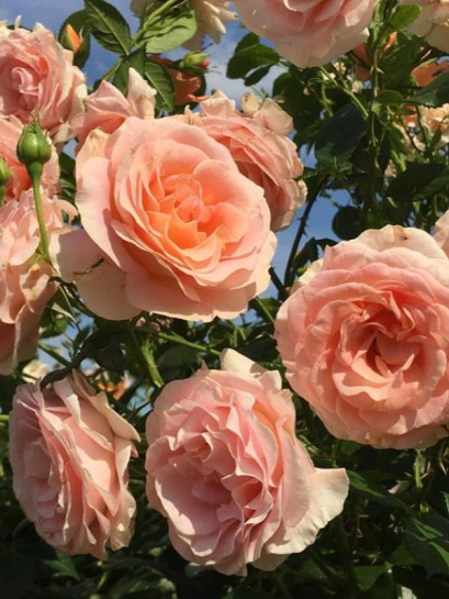 BENGALI rabatowa róża