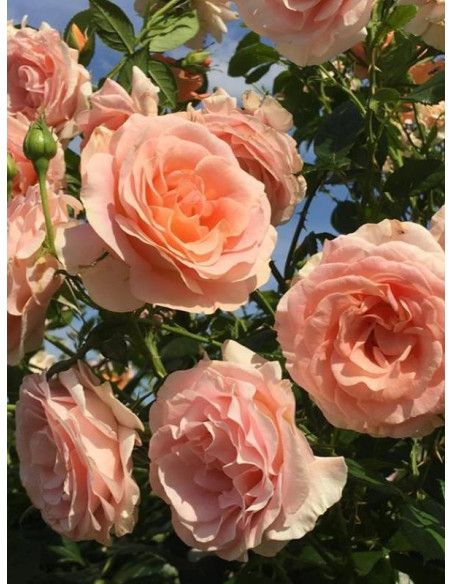 BENGALI rabatowa róża