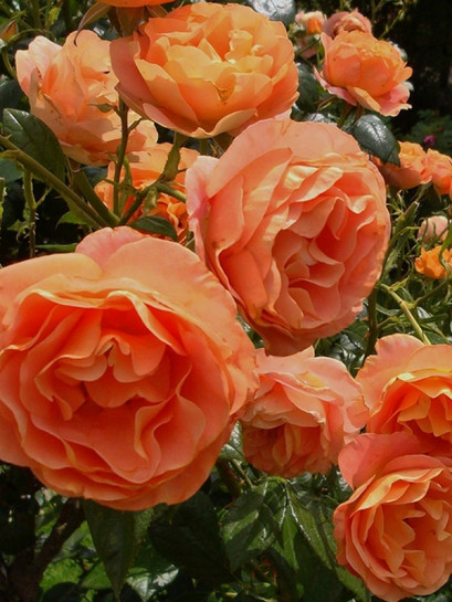 róża rabatowa BENGALI